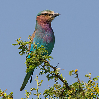 Nechisar - Lilac-breasted roller 